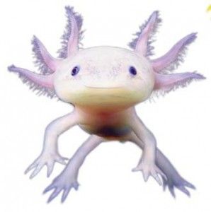 The axolotl, an amphibian proficient at adapting to difficult circumstances, is the 'face' of the 2015 SURF Awards