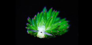 The 'leaf sheep', a sea slug capable of generating its own energy via photosyenthisis, is the 'face' of the 2016 SURF Awards 